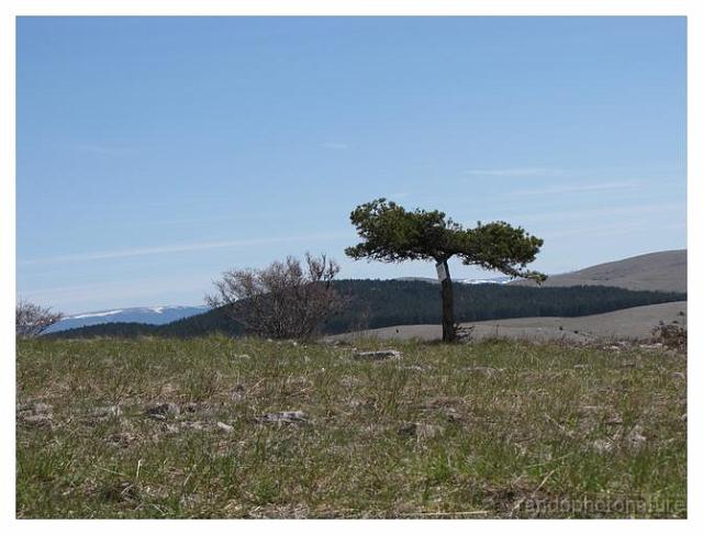 156.jpg - Au fond les Cévennes enneigées