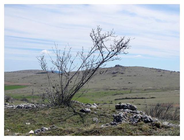 166.jpg - Haie sur fond de Causse