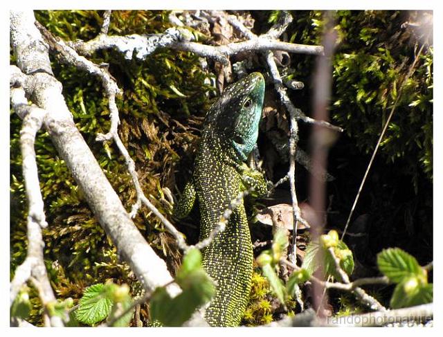 167.jpg - Lézard vert