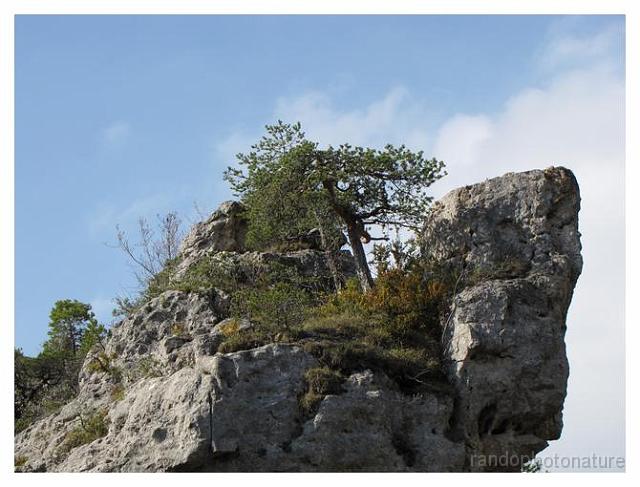 228.jpg - Les pins ont beau s'accrocher, ils resteront malingres