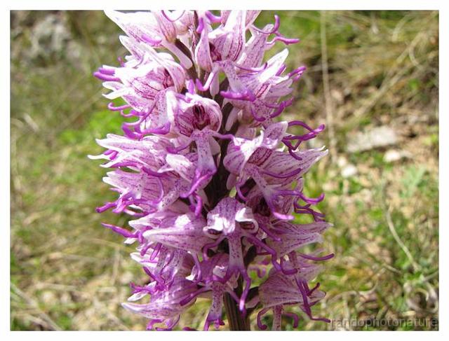 245.jpg - Orchis militaire
