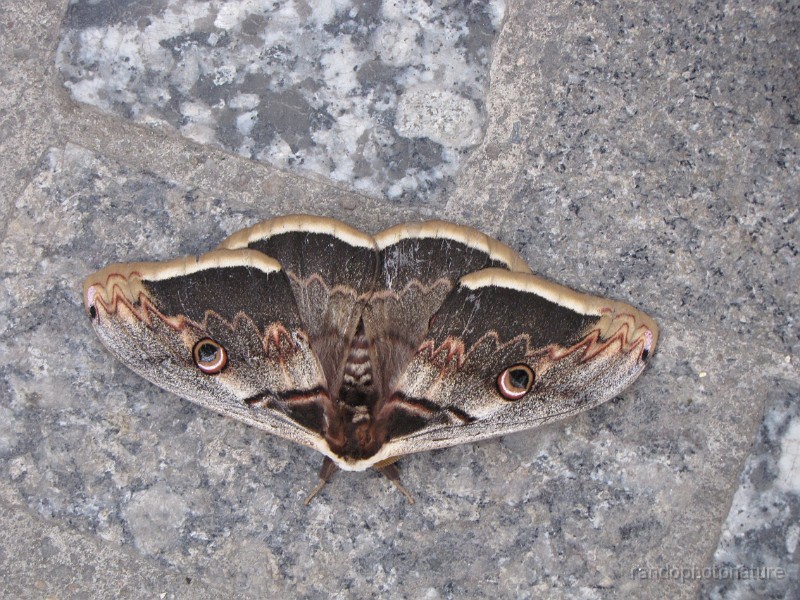 2011-04-23_08h-44m_024.JPG - Grand paon de nuit : le plus grand papillon d'Europe (envergure pouvant dépasser 12 cm)