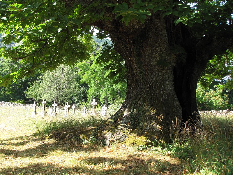 122.JPG - Cimetière de Cozzano