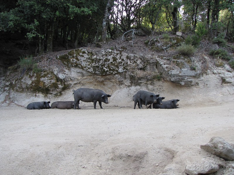 135.JPG - Le sentier est très fréquenté