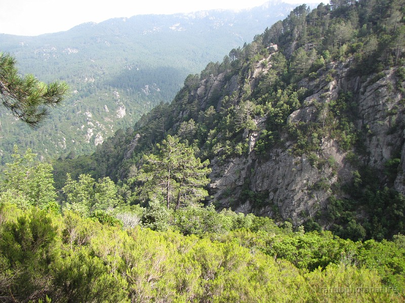 155.JPG - Vallon du ruisseau de Cardiccia