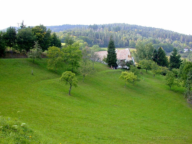 009.JPG - Bambois