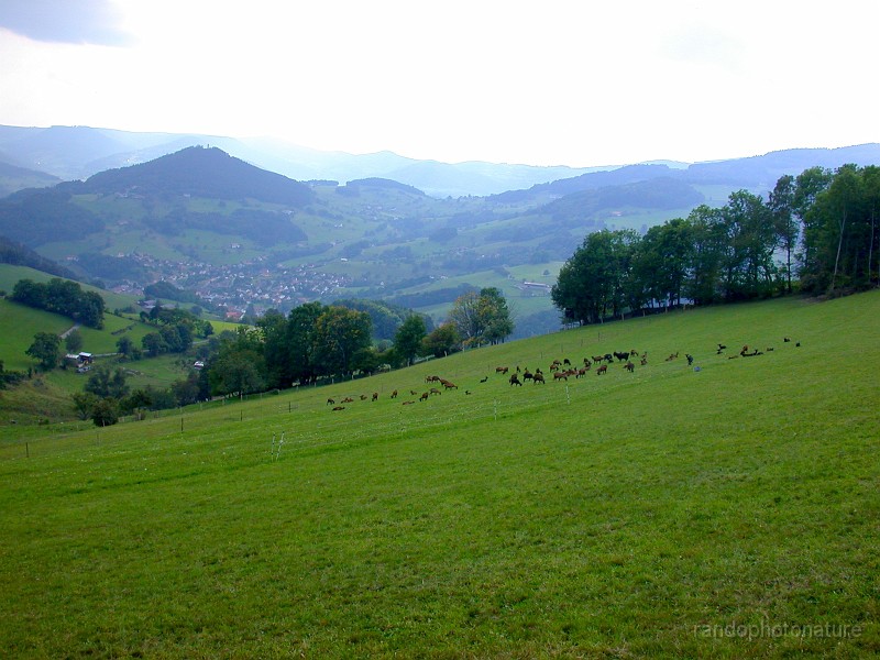 018.JPG - Troupeau de chèvres