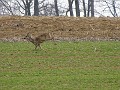 2009-03-22_12h55m56s_039