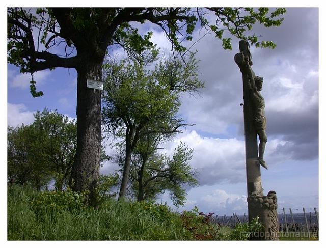 2008-05-01_10h50m03s_010.jpg - Vieil arbre et calvaire