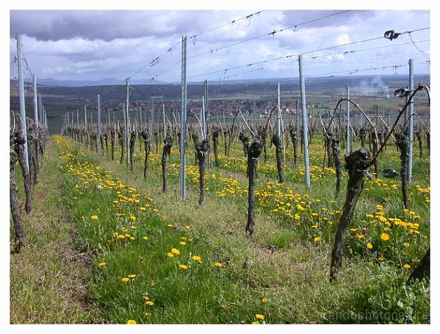 2008-05-01_11h00m47s_013.jpg - Vignes et pissenlit