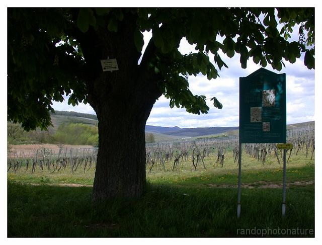 2008-05-01_15h19m17s_089.jpg - Vieil arbre et vignes