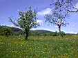 image_007.JPG