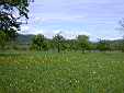 image_009.JPG