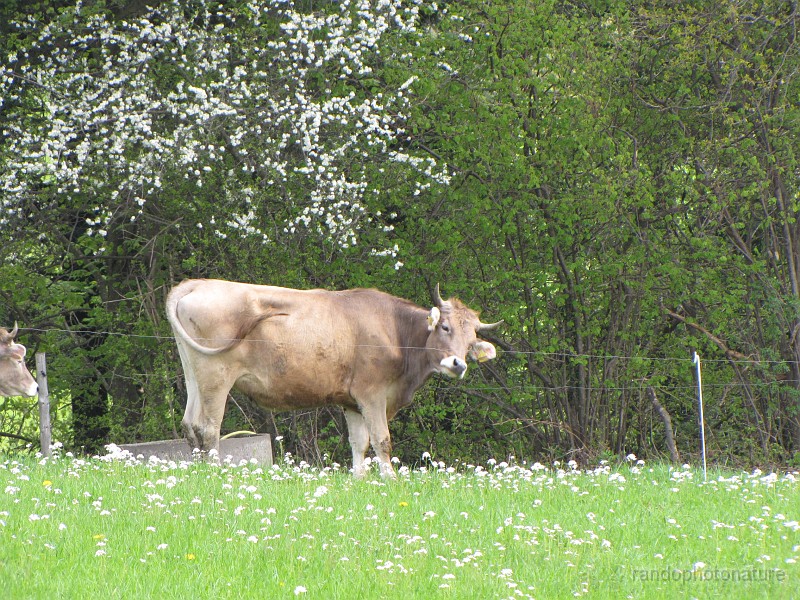 020.JPG - Une belle badoise