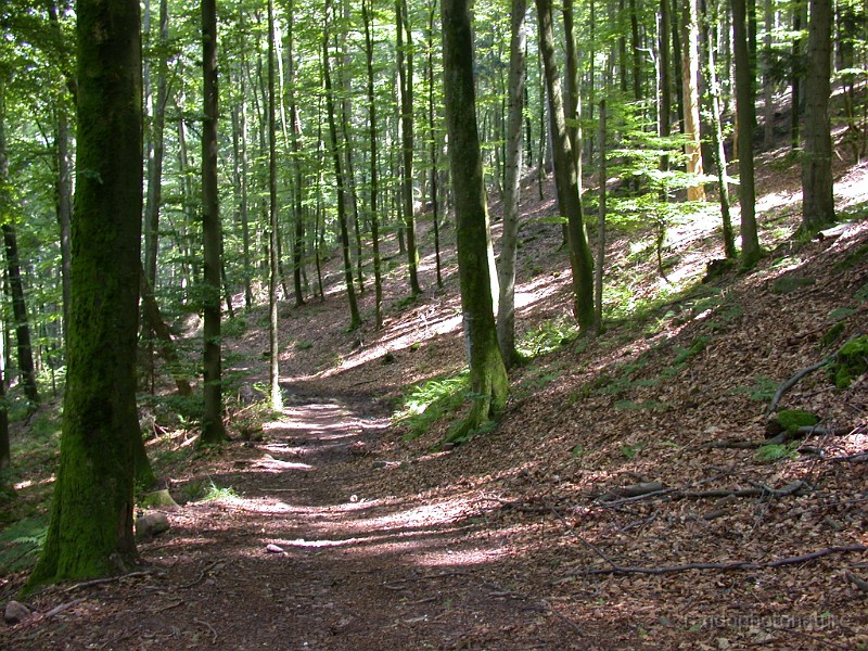 2007_06_24_ungersberg 025.jpg - Belle futaie