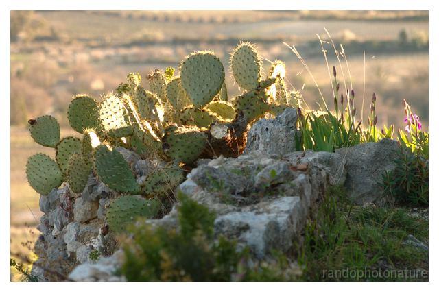 2008-04-05_18h52mn54s.jpg - Cactus au printemps
