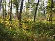 image_001.JPG