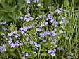image_055.JPG